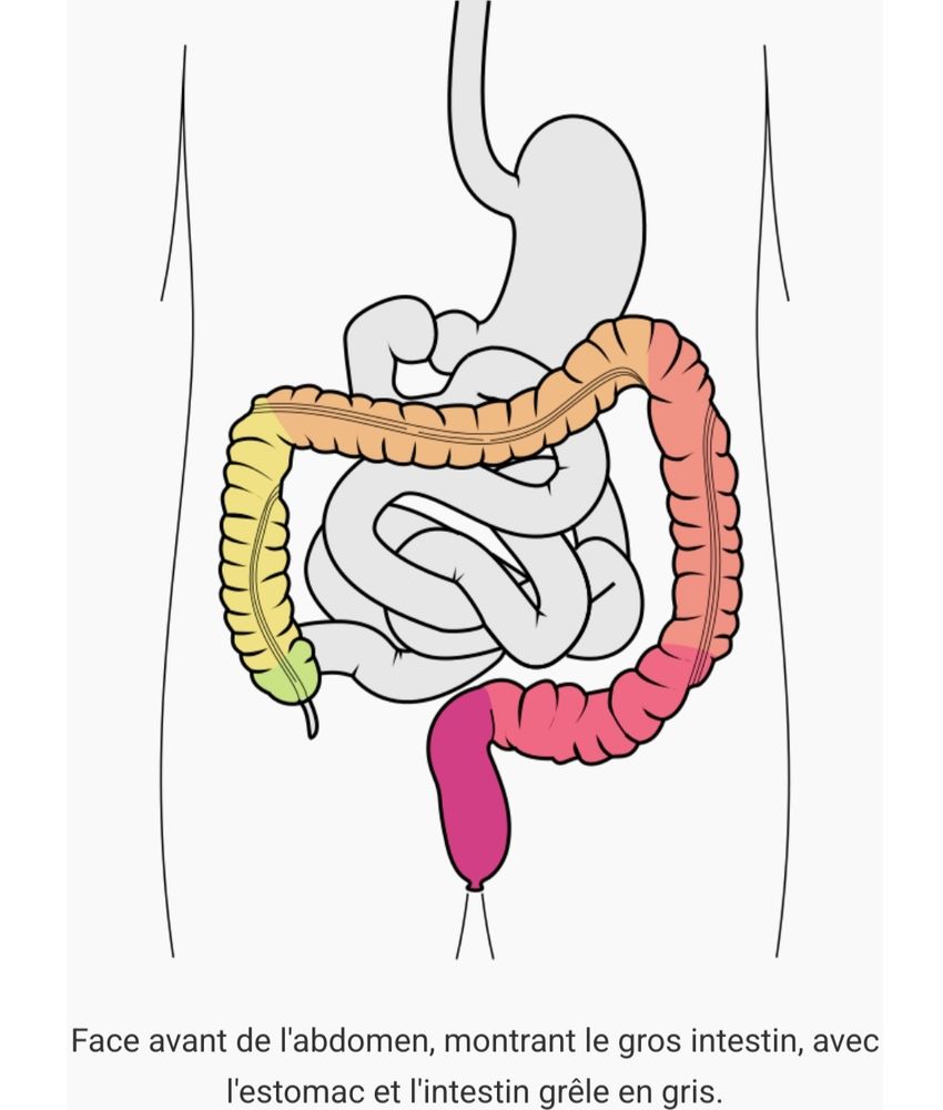 Image du colon et des intestins.