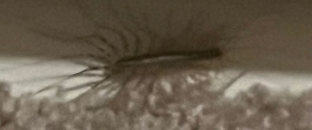 blurry image of house centipede