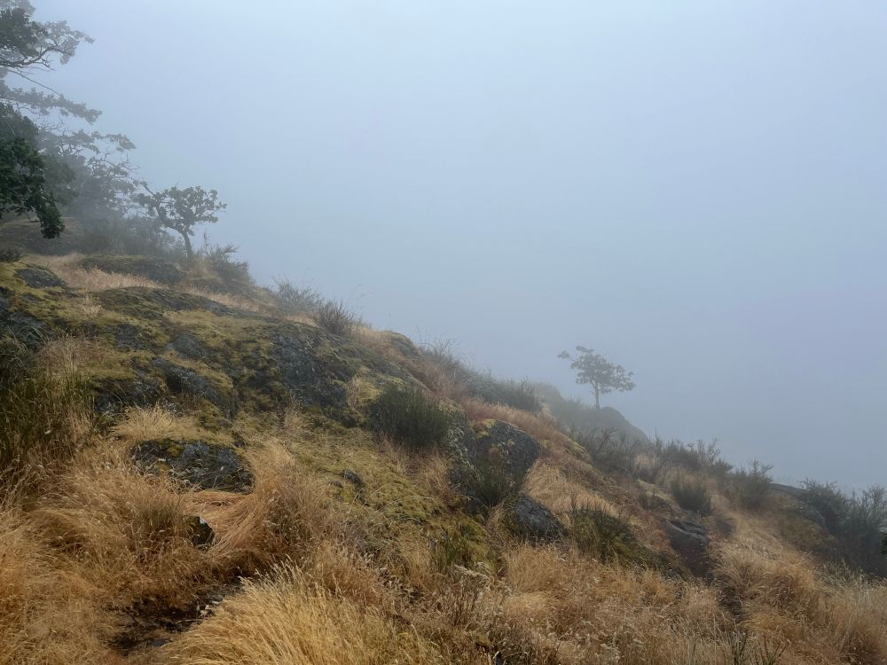 Fog grips a hillside of rocks, dry grass and stunted oaks. The only way forward is shrouded, murky.
