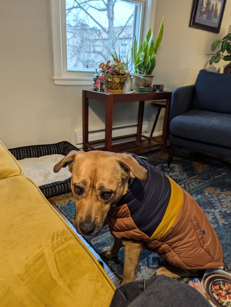 Dog in winter coat looking sad.