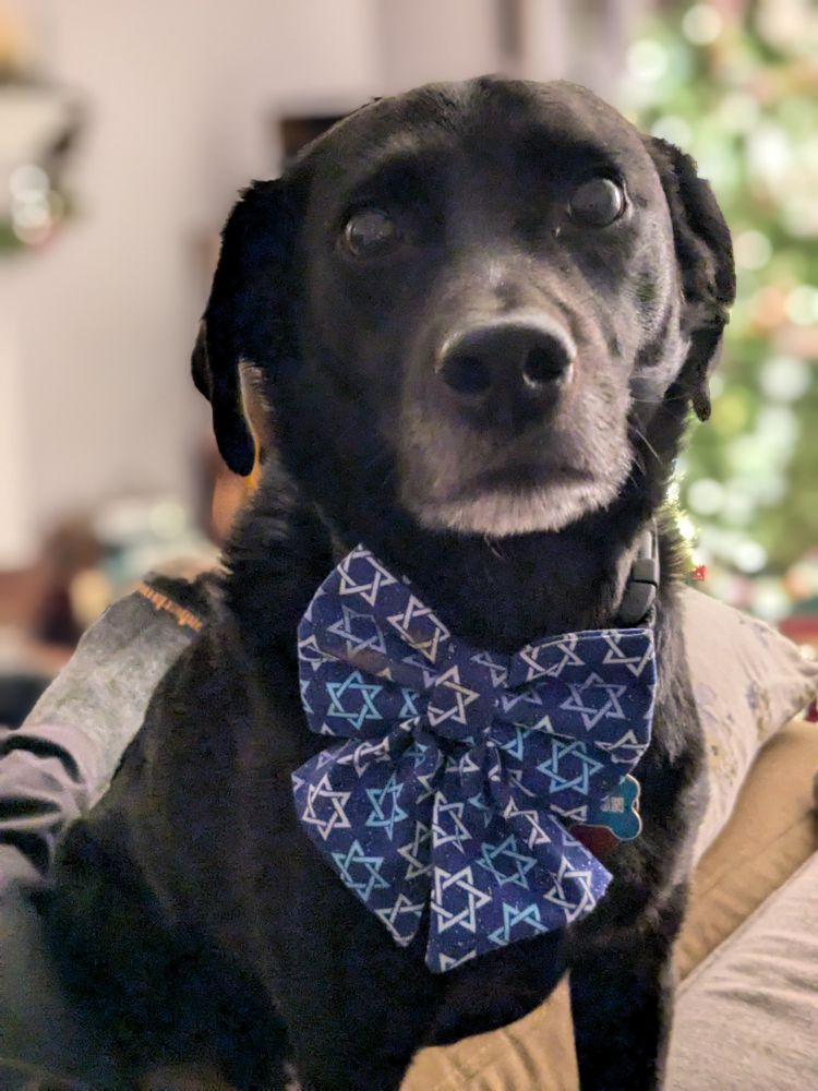 Black lab with grey goatee wearing a giant floppy bow tie