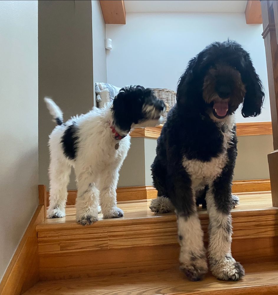 Two doodles, one is smiling nicely for the photo, the other is going in for a bite 