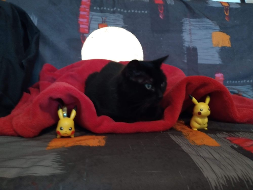 Mon chat sur le canapé et un drap en velours.