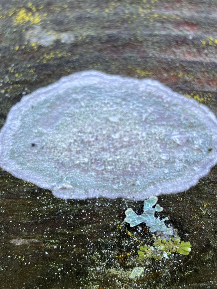 Oval shaped White wash lichen on a wooden gate bar