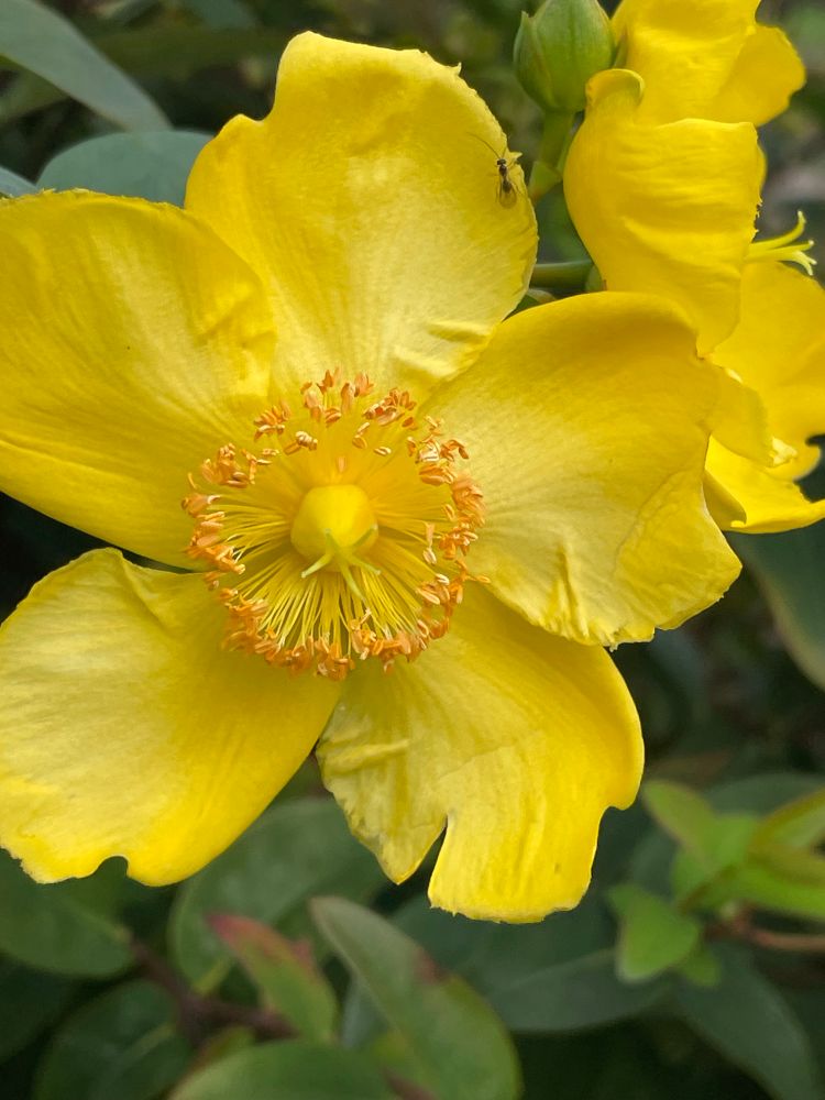A yellow five petal flower 