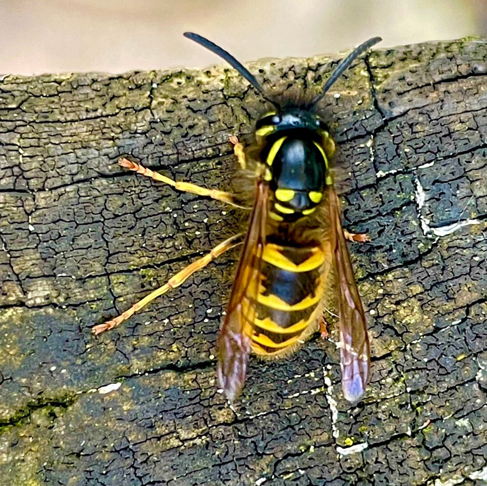Wasp