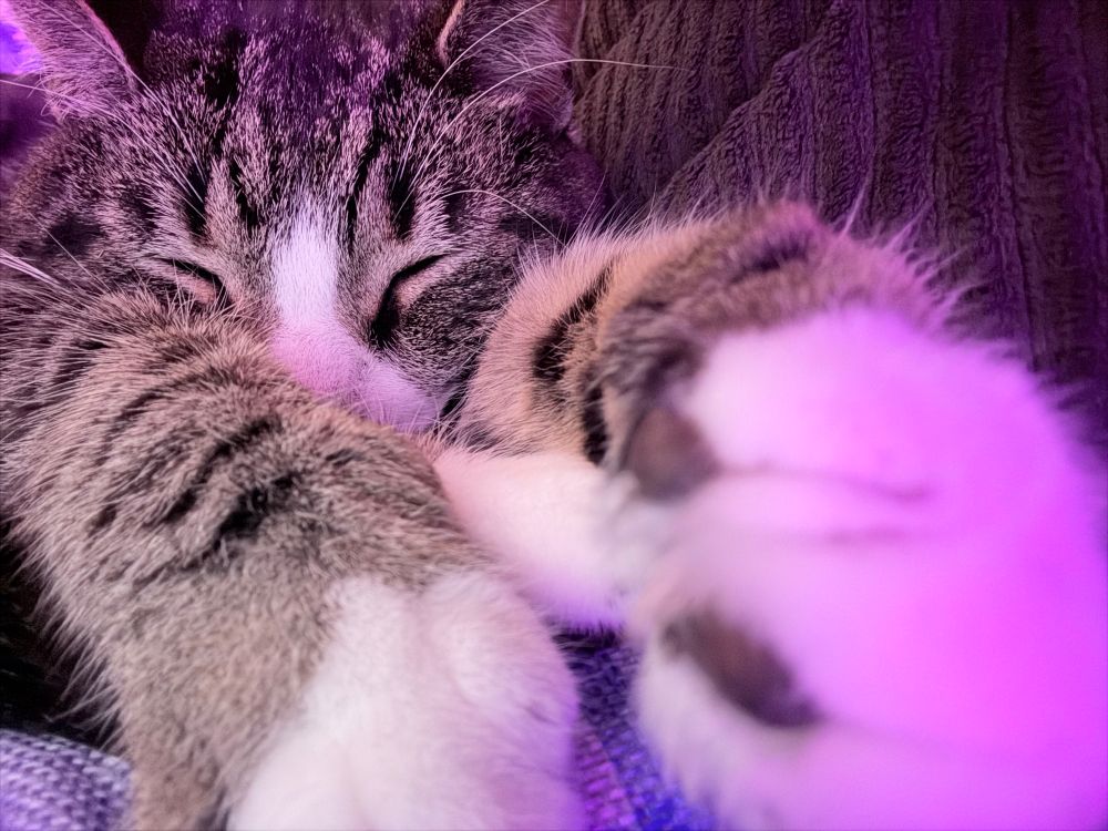 Close up of a tuxedo tabby sleeping with his toes beans in front of his cute lil face