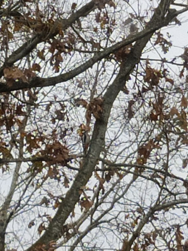 Photo of oak tree branches looking very bare in Autumn, against a grey sky.
A woodpecker stands on a branch in the middle of the picture