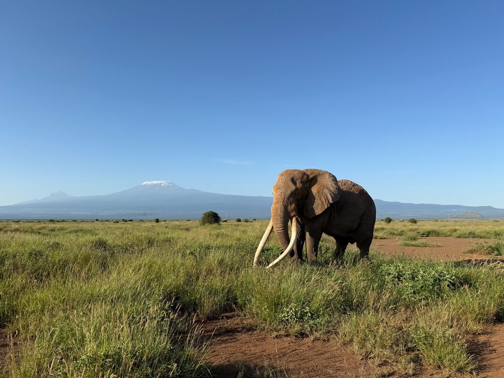 Super tusker elephant Craig in Amboseli with the Kilimanjaro in the background. 
