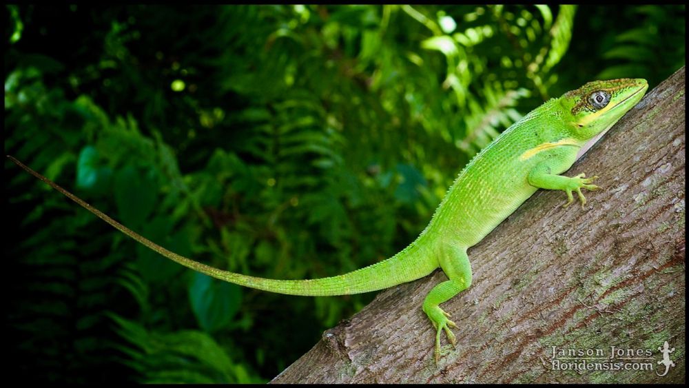 Anolis equestris, the Cuban knight anole; Miami-Dade county, Florida (11 June 2016).
