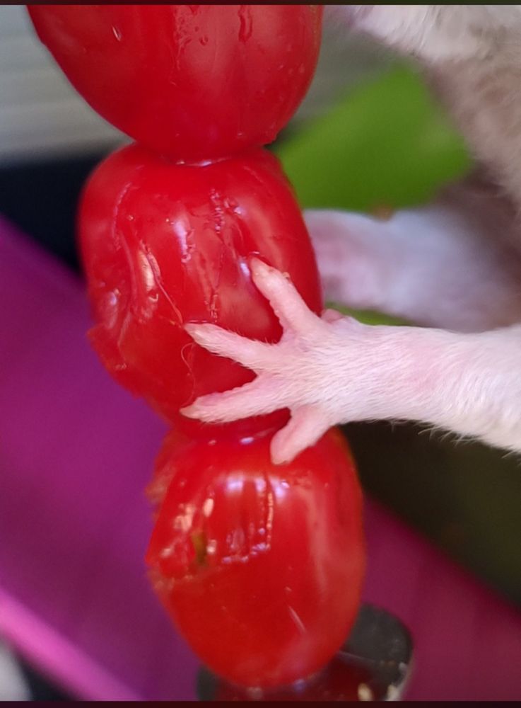Rat grabbing cherry tomatoes, close up
