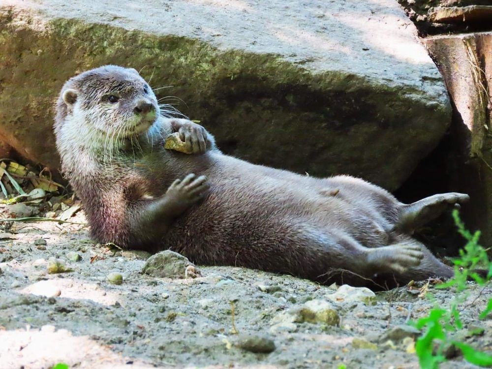 River otter holding a rock