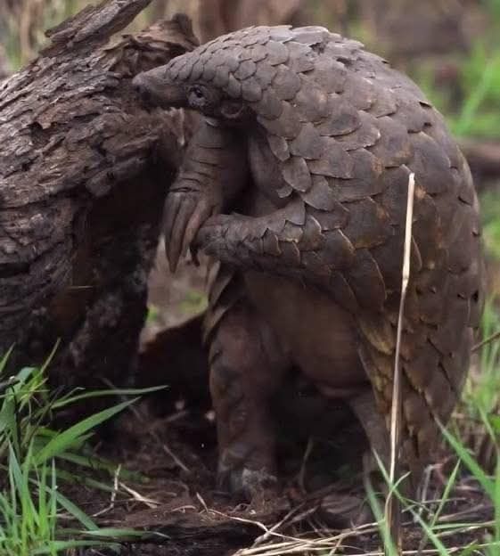 Pangolin standing up and crossing their front paws. Photo from ECoDAs-Cameroon