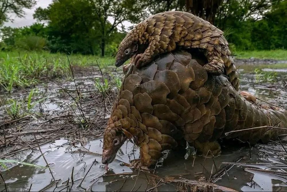 Pangolin in a puddle with another smaller pangolin on their back.