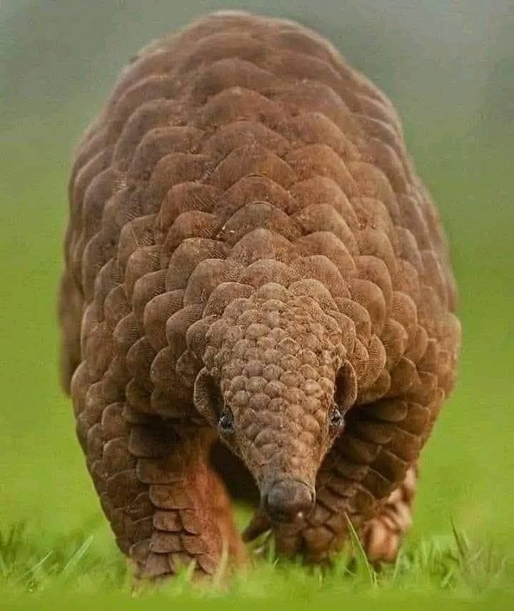 Front facing pangolin, walking on grass