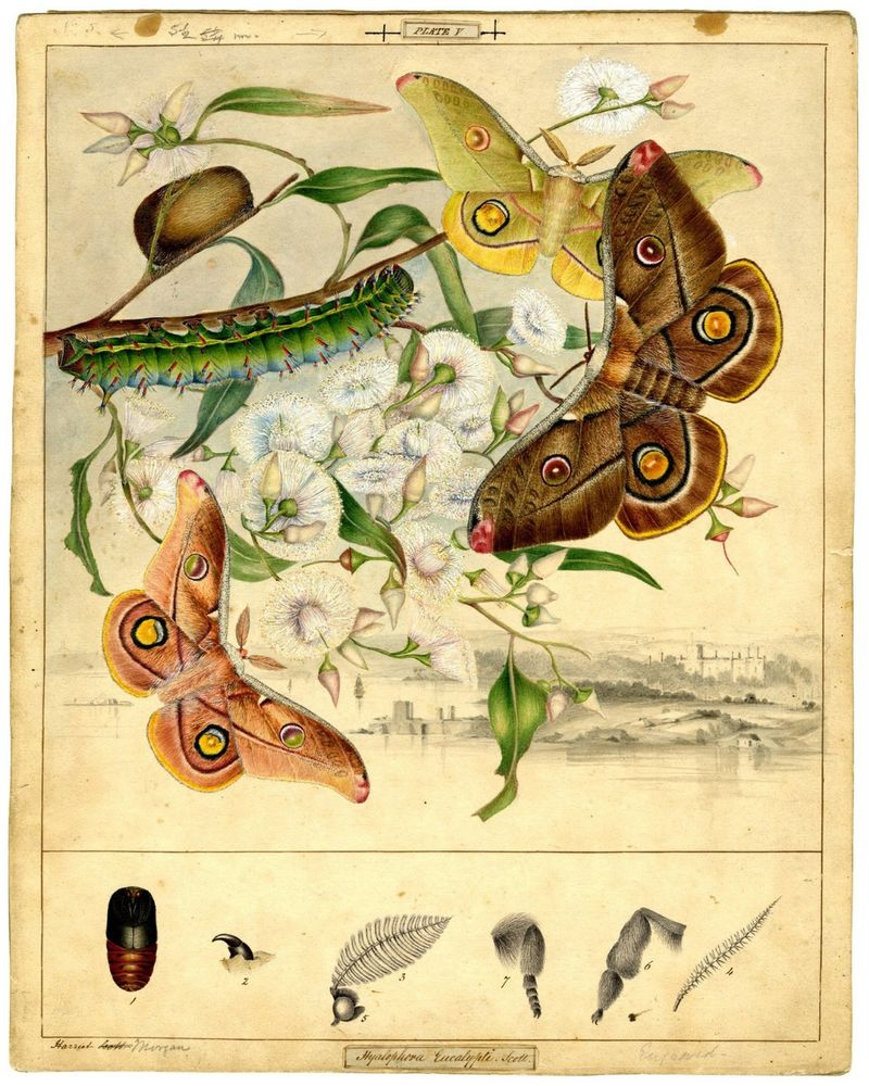 Finely detailed image of three moths and a caterpillar amongst a flowering gum. A sketch of colonial Sydney in the background. At the bottom are sketches of antenna and legs