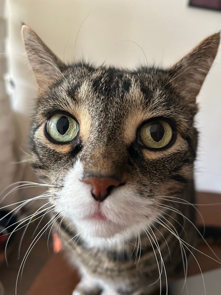 Closeup picture of a cat named Edgar Allan Purr