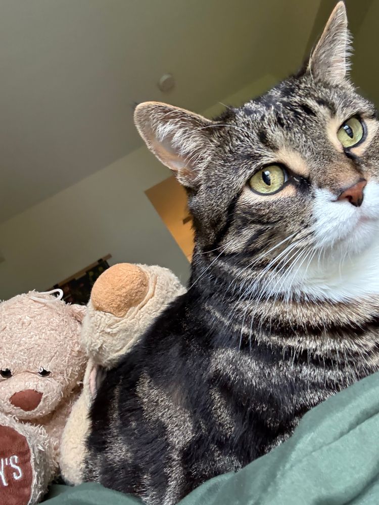 Picture of a cat named Edgar Allan Purr with his friends Toby and Stevie