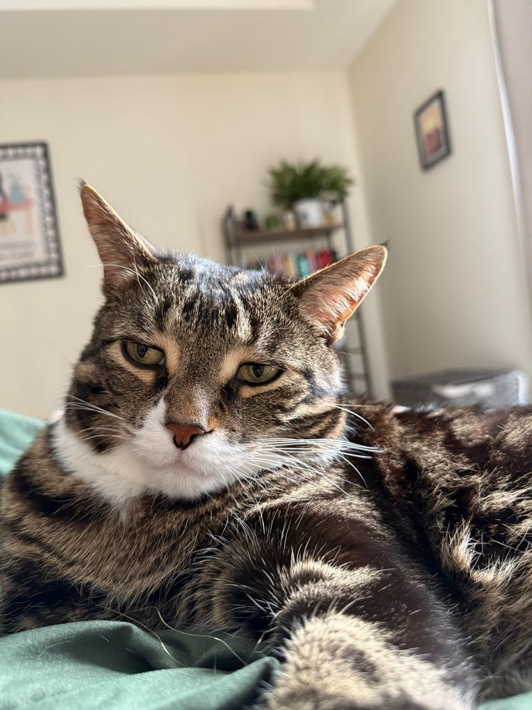 Picture of a cat named Edgar Allan Purr