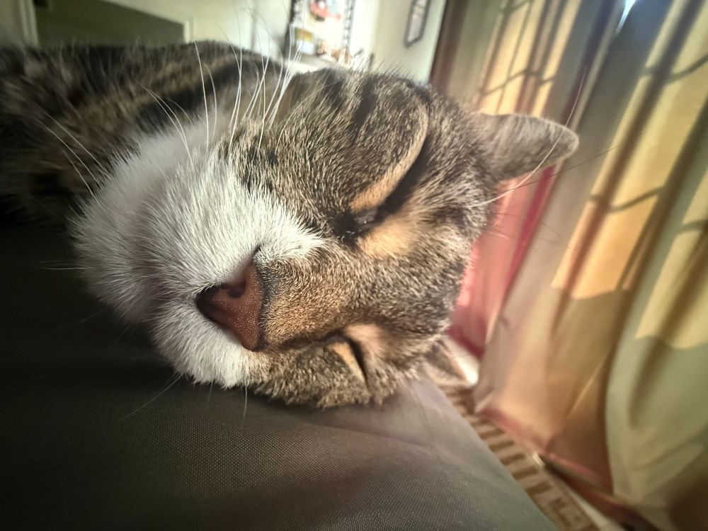 Picture of a cat named Edgar Allan Purr