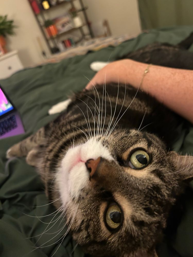 Picture of a cat named Edgar Allan Purr looking lovingly at his owner’s eyes 