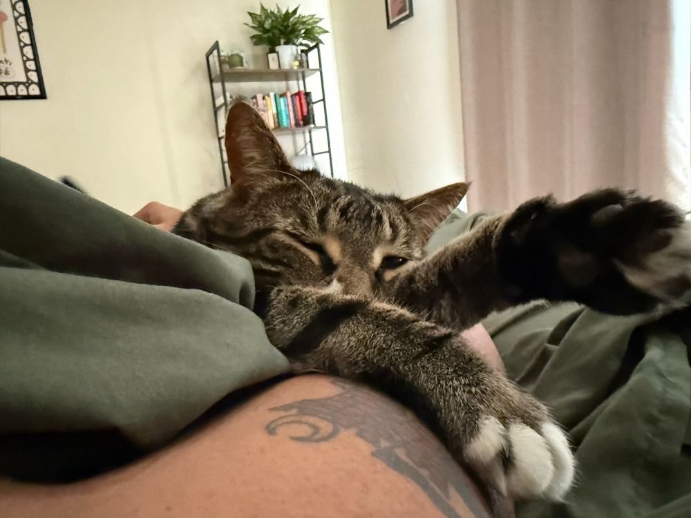 Picture of a cat named Edgar Allan Purr