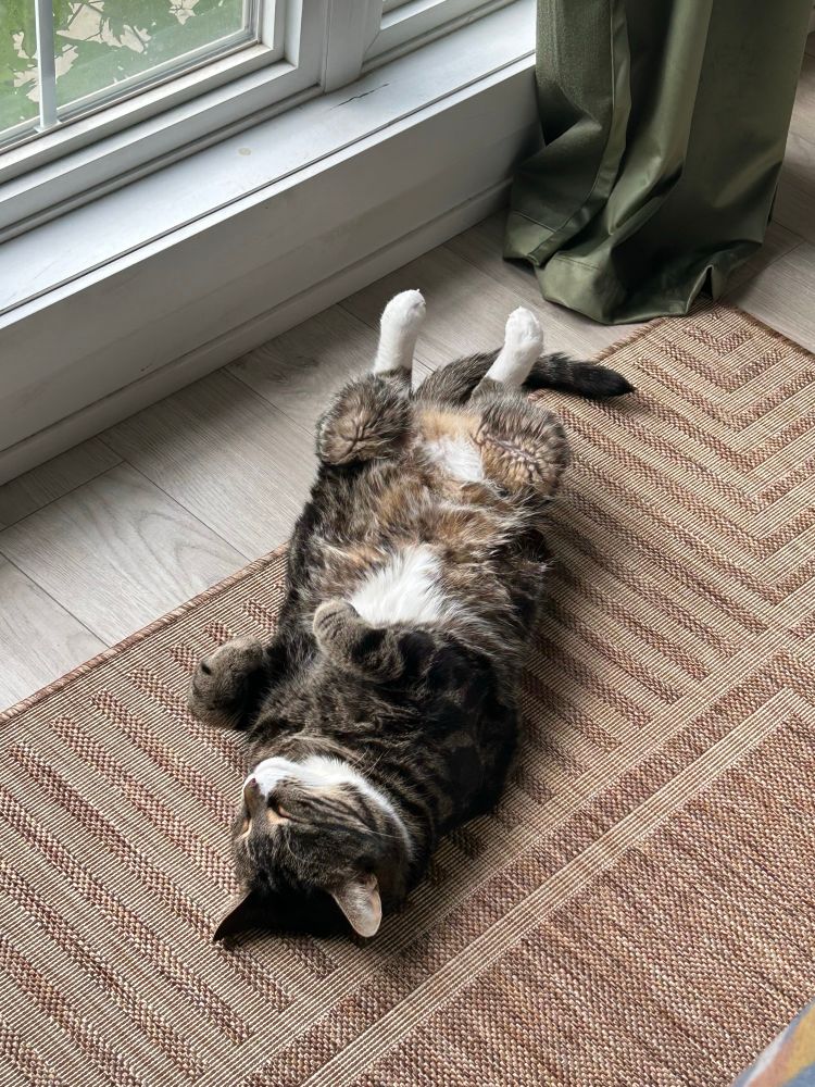 Picture of a cat named Edgar Allan Purr