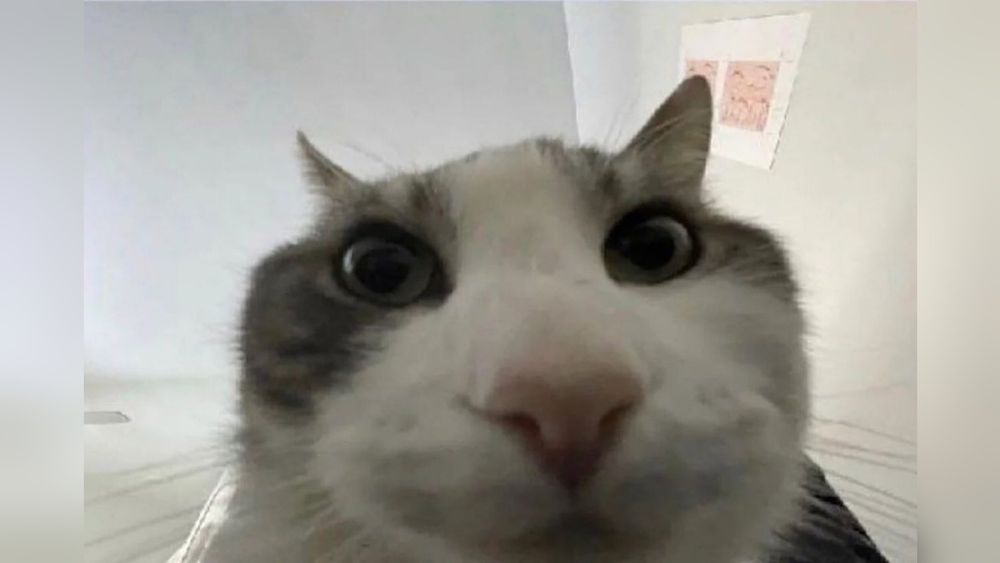 the "looks inside" cat meme pic