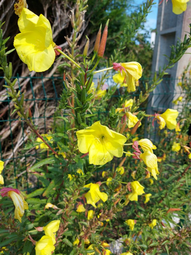 De grosses fleurs jaunes 