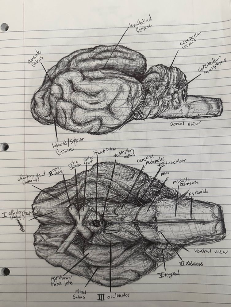 dorsal and ventral views of a sheep’s brain. 