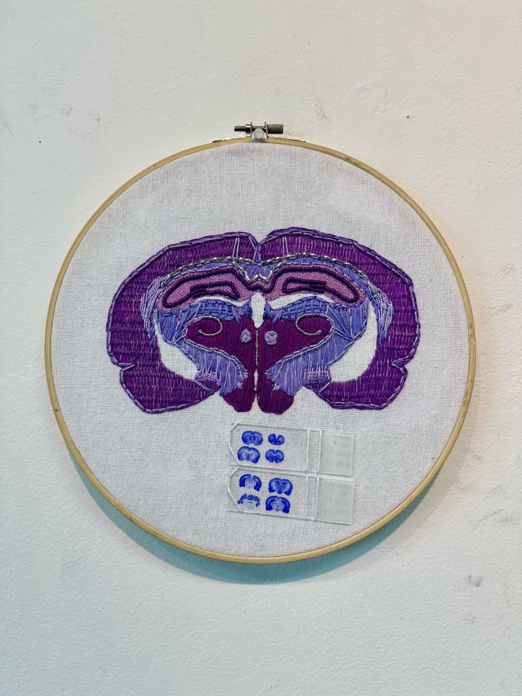 a purple rat brain slice embroidered on an 8” hoop. the hippocampus is shown and parts of the brain are beaded. under the embroidery, but still in the hoop, are two slides with rat brain sections with cresyl violet staining, they are much smaller than the embroidery. also bluer. 