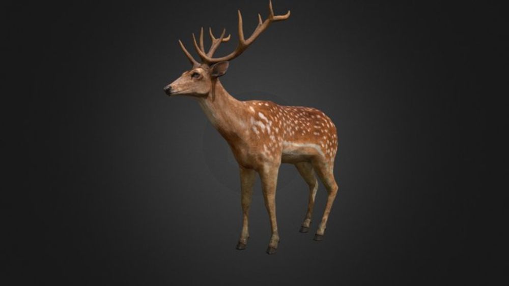 Deer Stag