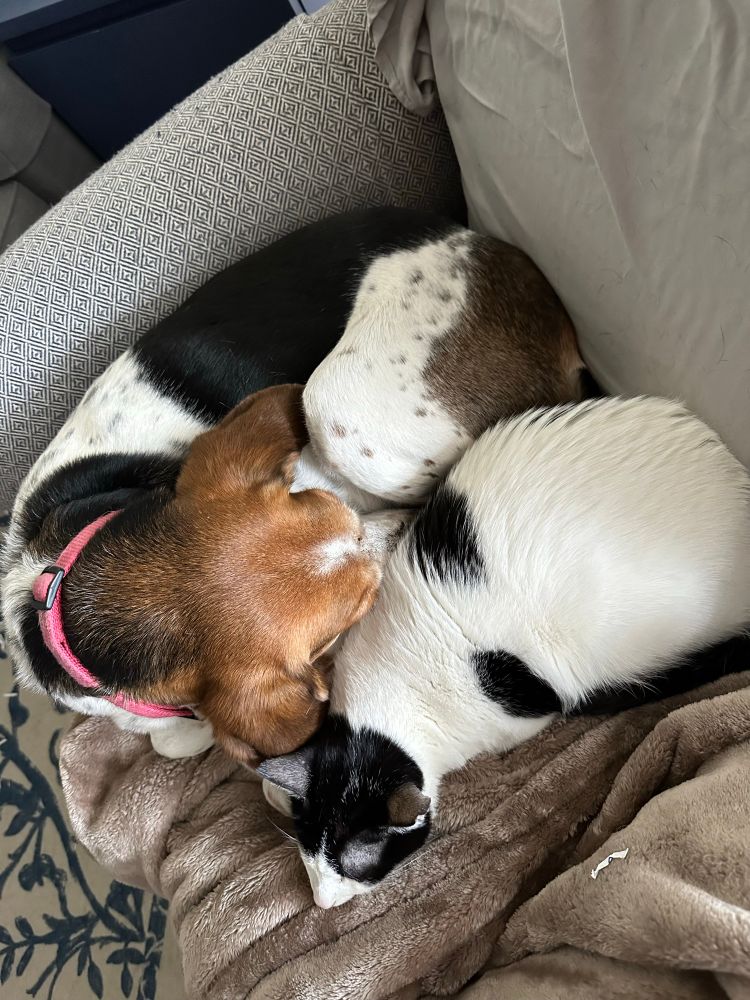 A coonhound and a small cat spooning together in an armchair