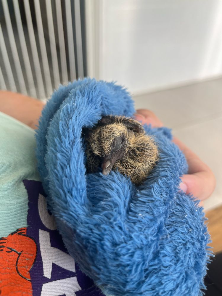 Baby bird wrapped in a blanket resting on his moms arms
