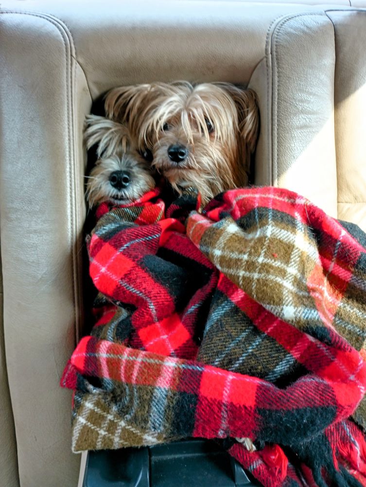 Two of my puppers in the backseat peeking their heads through the cubbyhole to the trunk