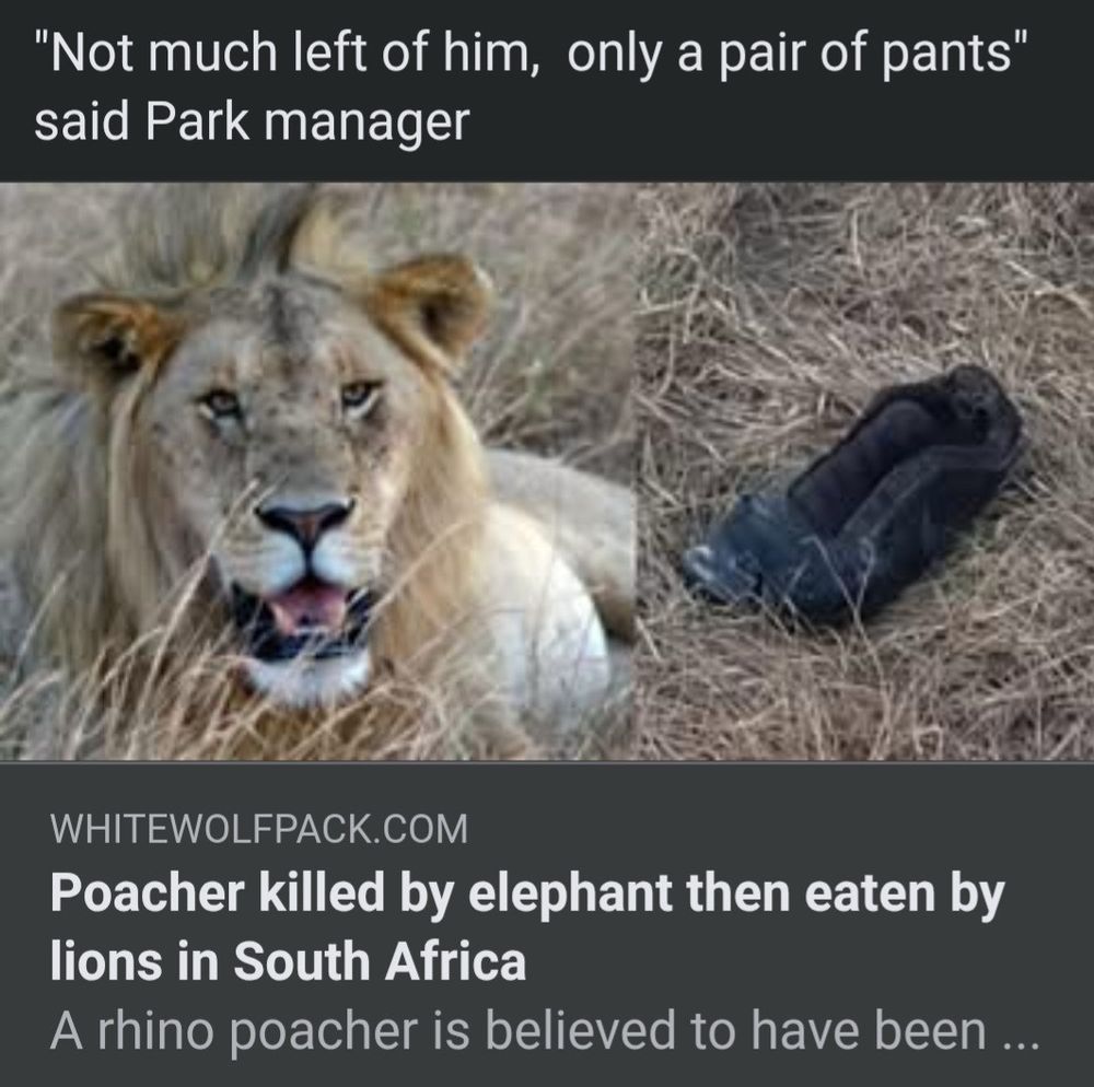 Screenshot:
“Not much left of him, only a pair of pants” said Park manager
Photo of a lion next to another picture of maybe a pair of pants?
whitewolfpack.com
Headline: Poacher killed by elephant then eaten by lions in South Africa
A rhino poacher is believed to have been