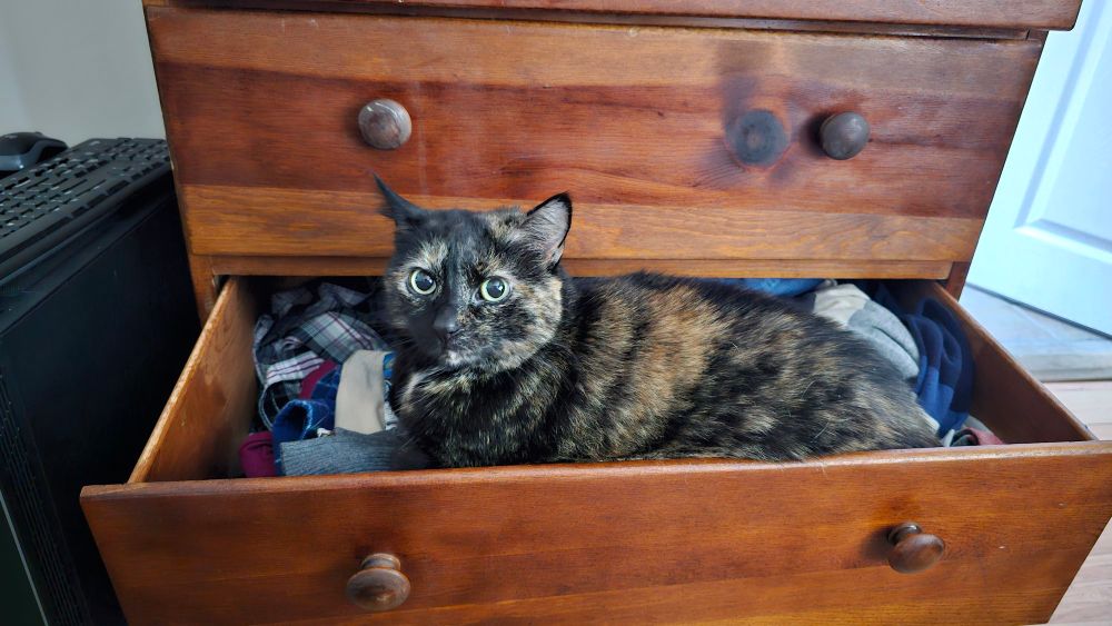 A chunky tortoiseshell cat loafs within an open dresser drawer, round green eyes gazing innocently at the camera.