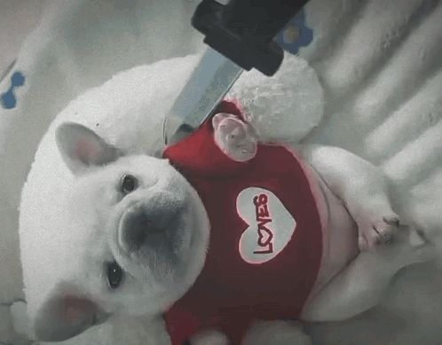 a puppy wearing a red shirt that says loves