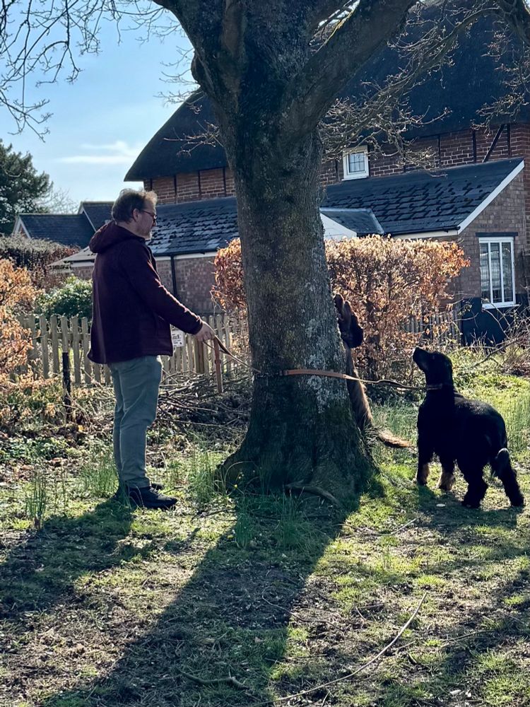 A man holds a y shaped double dog lead. He has two dogs who have run round a large tree, one on either side to look for squirrels, meaning they are now stuck with the tree dividing them. The man is happy to let the tree take the strain for a while as they are big dogs.