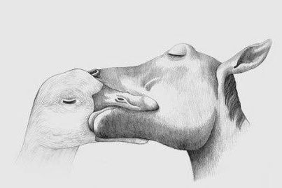 zeichnung gans und pferd küssen sich 