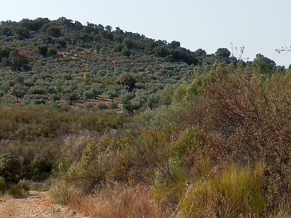 Paisaje por el cual me he dado un paseo hoy