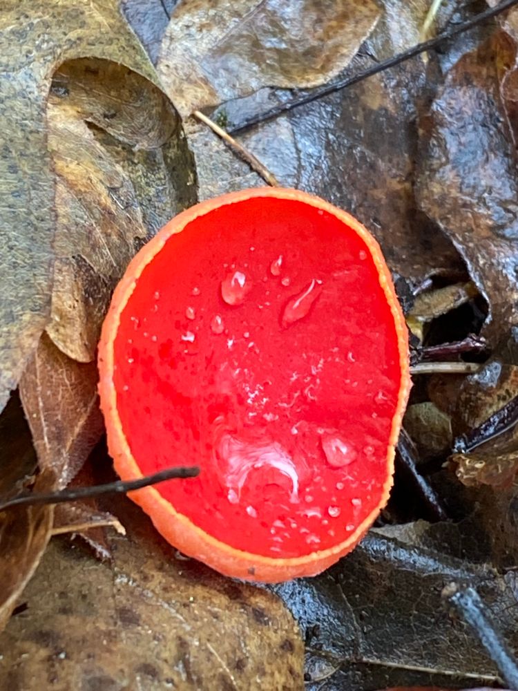 Bright crimson cup shape fungi amongst leaf litter