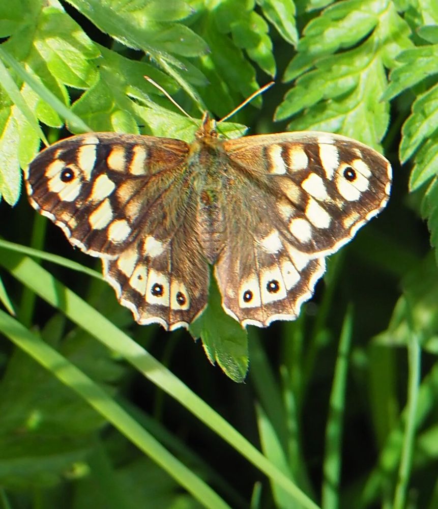 Medium sized brown butterfly with creamy white patches and distinctive dots on the wing, widespread in the Uk