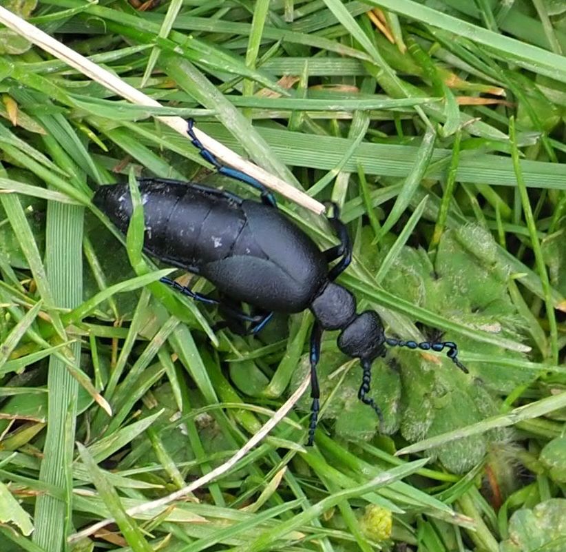 Large black beetle with huge abdomen, climbing through grass