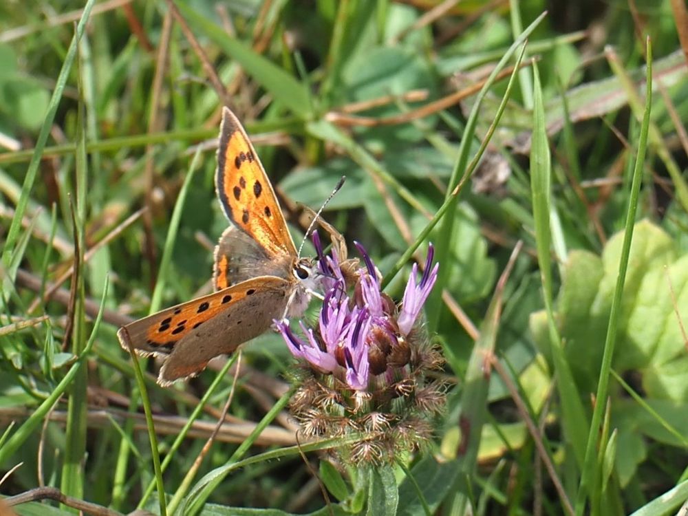 Small copper butterfly on red clover 