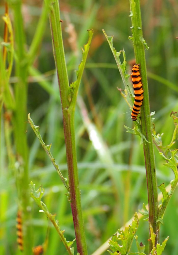 One in focus striped yellow and black caterpillar resting vertically on the stalk of a ragwort plant