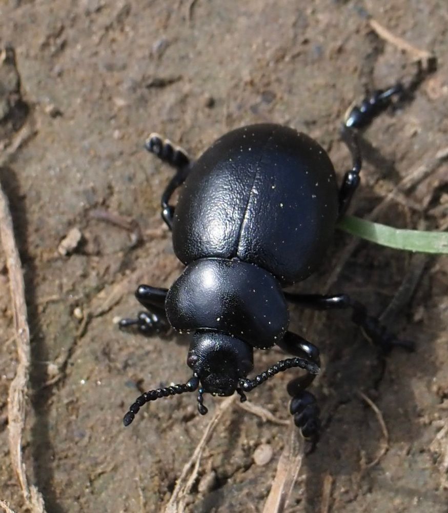 Shiny smooth black leaf beetle on bare ground very rounded in appearance 