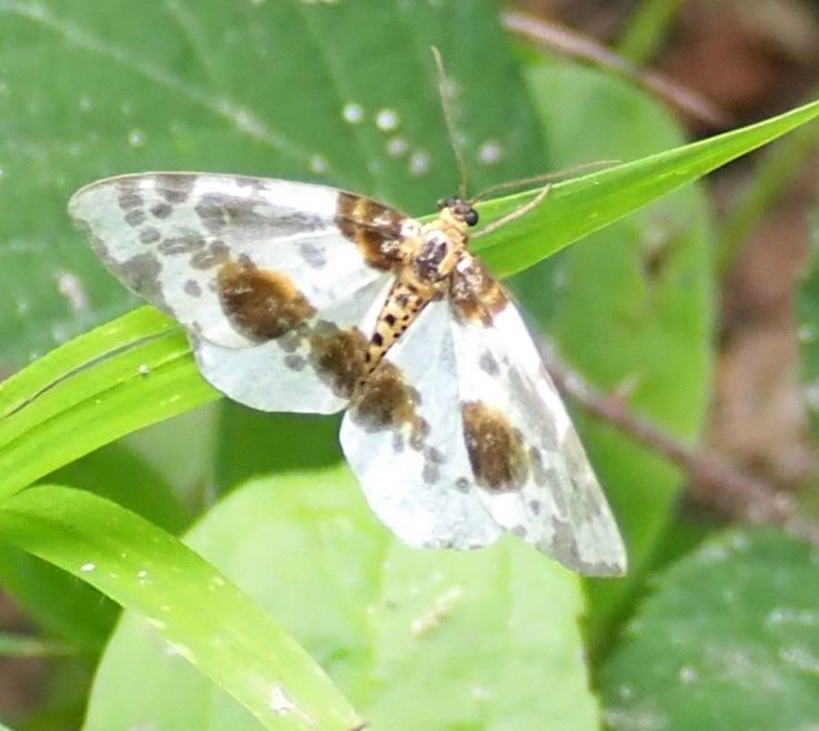 Mostly white winged moth with brown markings and a striped abdomen