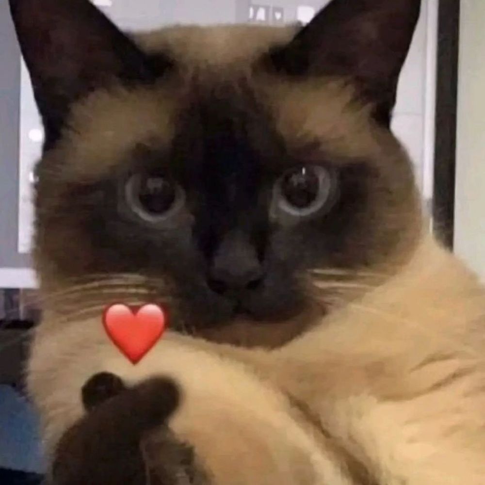 Gatinho siamês fazendo um coração com a patinha