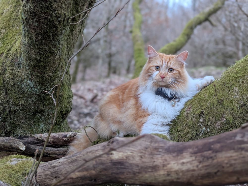 A long haired ginger and white cat lying on a tree and looking into the camera.